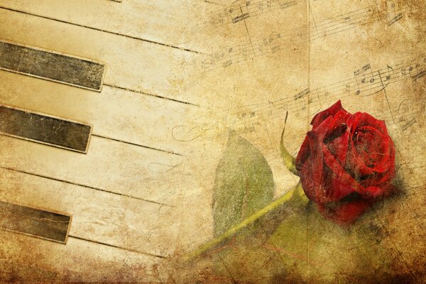 Música tranquila de la rosa roja