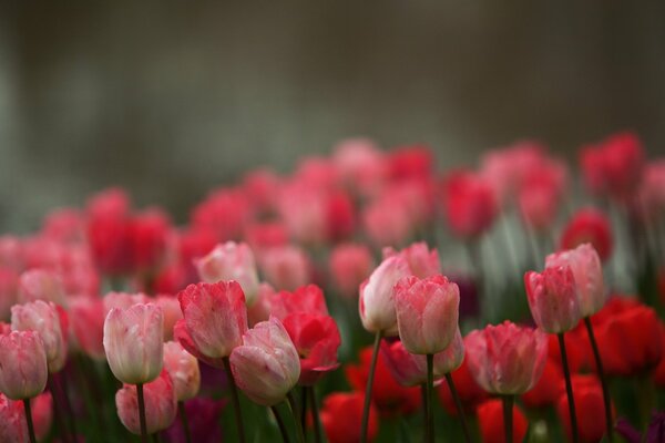 Schöne Tulpen im Feld