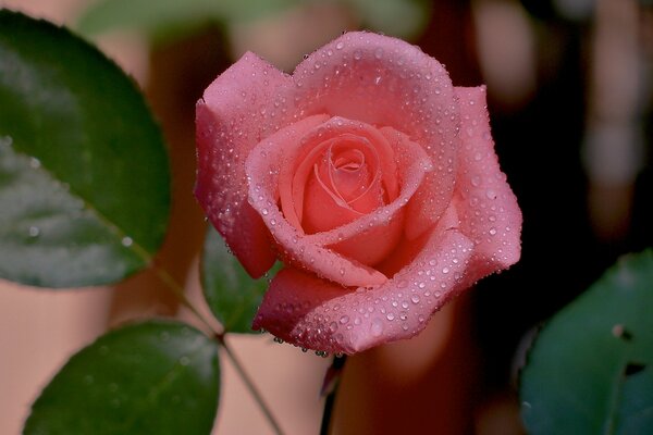 Gocce di rugiada su un bocciolo di rosa