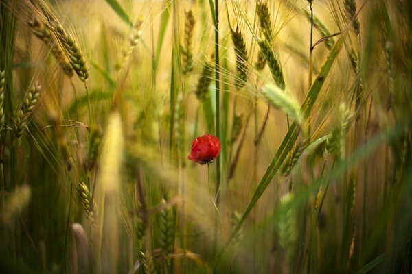 Fleur de pavot dans un champ de blé