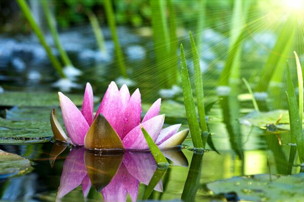 Water lily in the pond under the sun