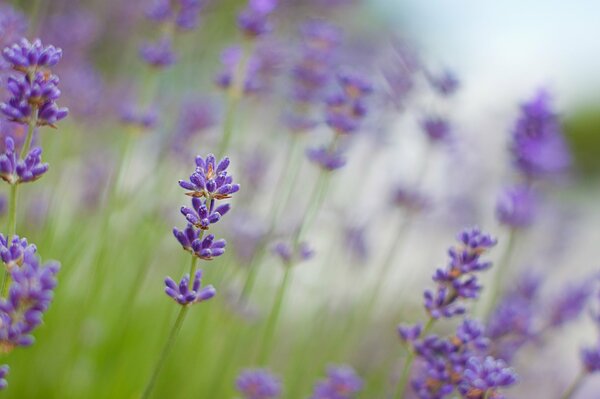 Foto borrosa de campo de lavanda