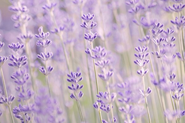 Macro shooting of lavender lilac flowers