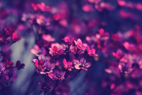 Petites inflorescences d une teinte pourpre magique