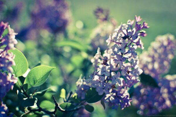 Buisson de lilas au soleil