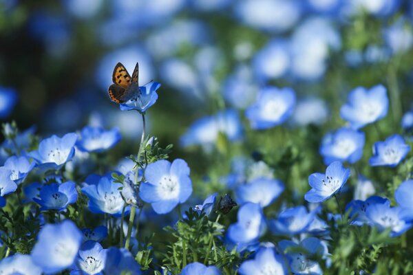 Disparo macro bobochka en el fondo de un campo de flores azules