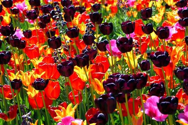 Muchos tulipanes encantadores de primavera