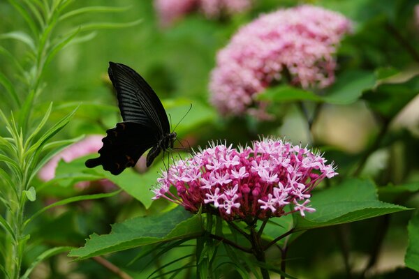 Papillon noir sur inflorescence rose