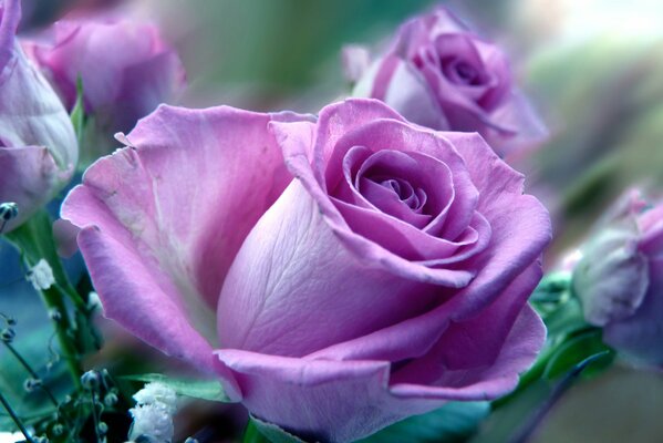 A small bouquet of lilac roses