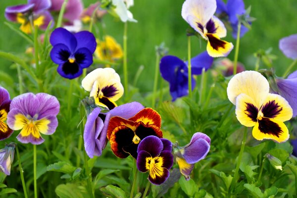 Flowers pansies on a green background