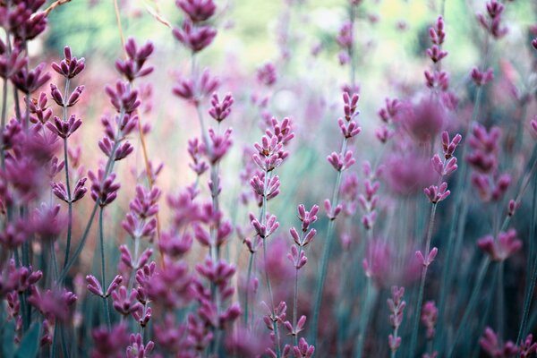 A field of beautiful lilac lavender