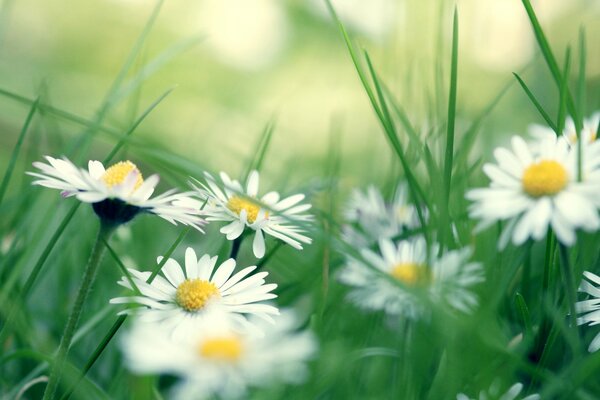 Fond d écran de bureau avec des marguerites