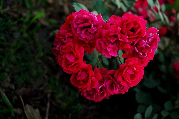 Heart-shaped flowers