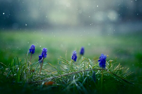 Fleurs bleues dans l herbe verte