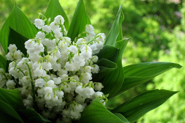 Spring bouquet of delicate lilies of the valley