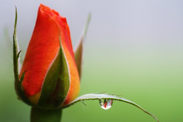 A dewdrop on a rosebud