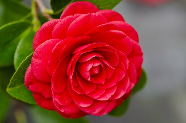 Red camellia on a green background