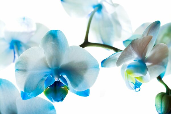 Нежные цветки голубой орхидеи