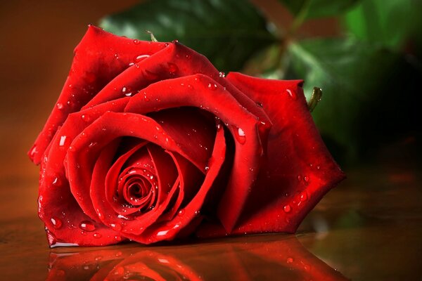 Drops on the petals of a red rose