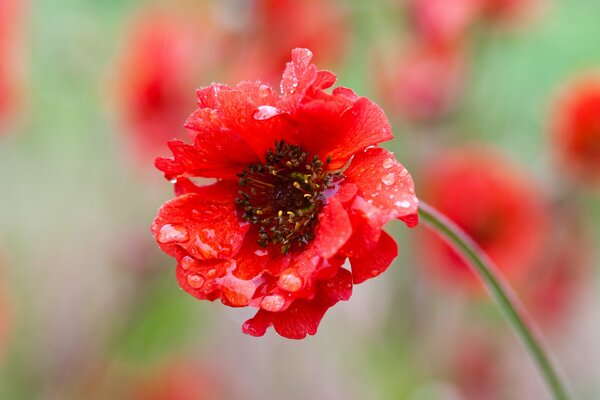 Pétalos de flores rojas rojas