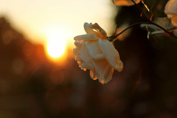 Photo of a delicate rose against the background of a blurred sunset