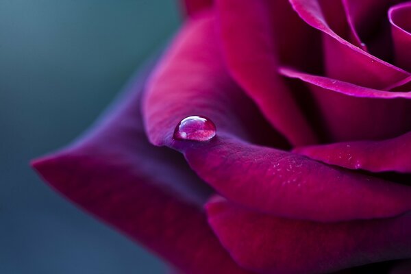 A dewdrop on a crimson rose petal. Macro shooting of dew drops on a rose petal