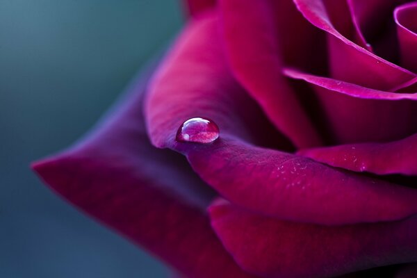 Una gota de rocío en un pétalo de rosa carmesí. Macro de gotas de rocío en un pétalo de rosa