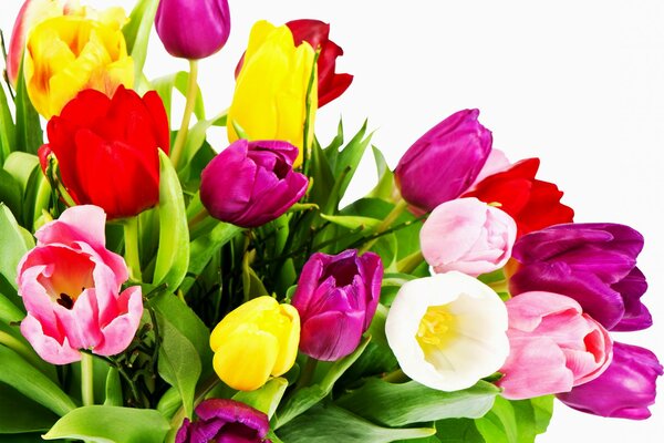 Bouquet of multicolored tulips on a white background