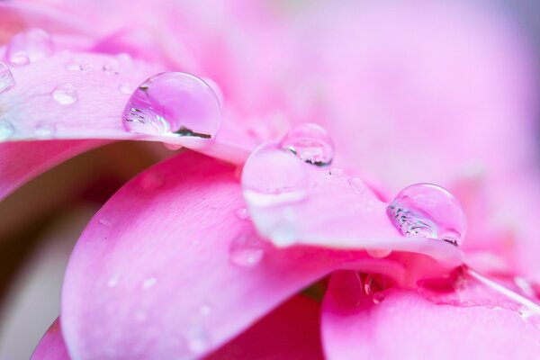 Tautropfen auf zarten rosa Blütenblättern