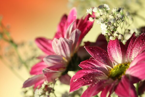 Beaux gerberas avec des gouttelettes d eau sur les pétales