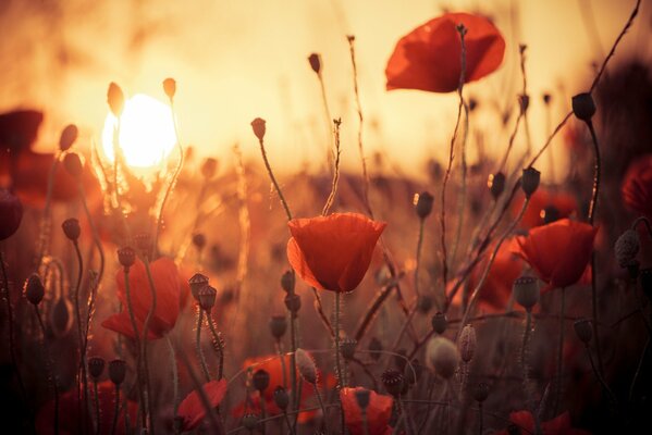 Red poppies on the background of sunset rays