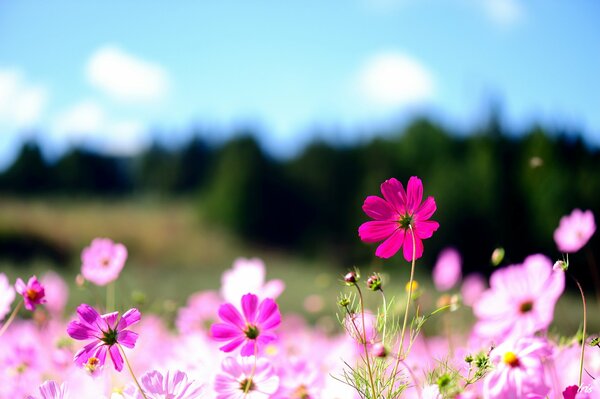 Pink and purple field daisies illuminated by the sun on the background of a dark forest and a blue sky with white clouds