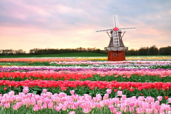 Frühling blühendes Feld mit verschiedenen Tulpen