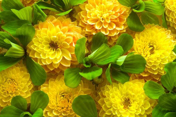 Yellow flowers and green leaves