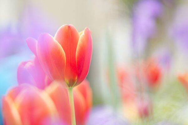 Brotes de tulipanes escarlata con borrosidad