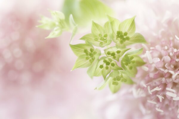 Fleurs délicates de vert