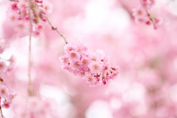 Нежные розовые цветы сакуры
