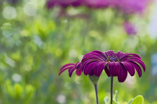 Purple flowers on a blurry background