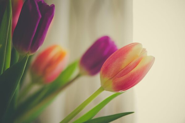 Bouquet de bourgeons de tulipes modestes