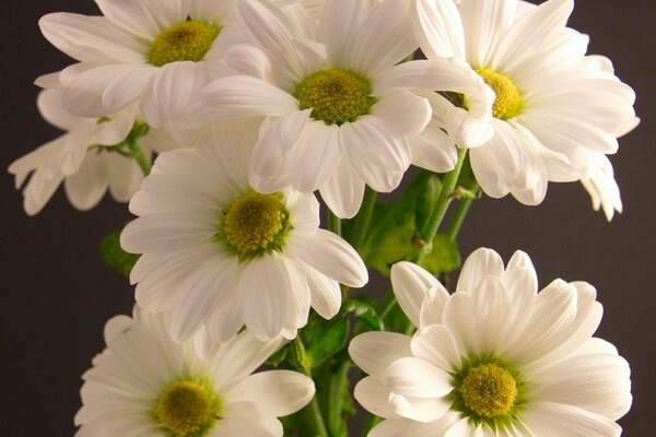 Blumenstrauß aus weißen Chrysanthemen Nahaufnahme