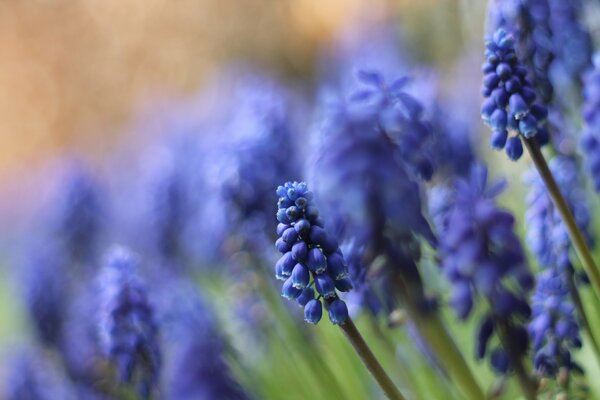 Flores azules en un tallo delgado