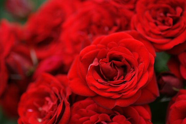 Ein riesiger und schicker Blumenstrauß aus roten Rosen