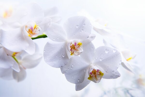 Orchids with white petals