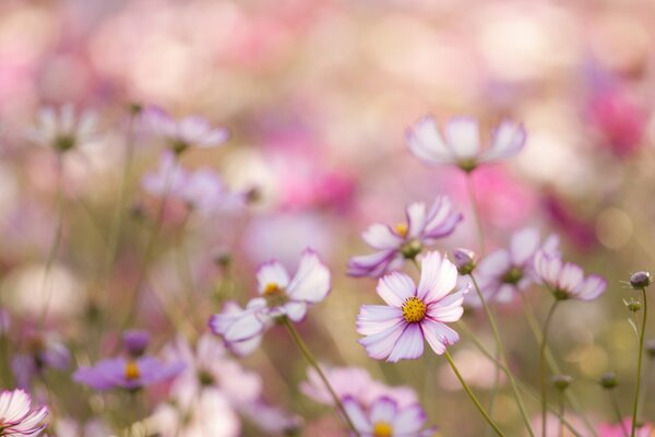 Pink and white flowers of the cosmea in the field