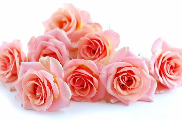 Beautiful bouquet of pink roses