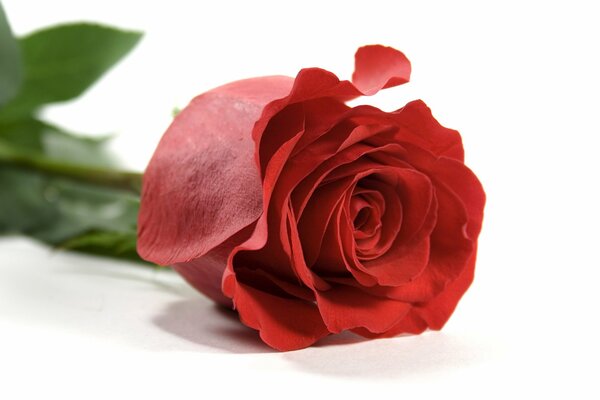 White background. Rose red