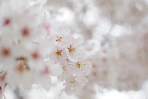 Kwiaty śnieżnobiałej wiśni. Delikatne białe płatki 