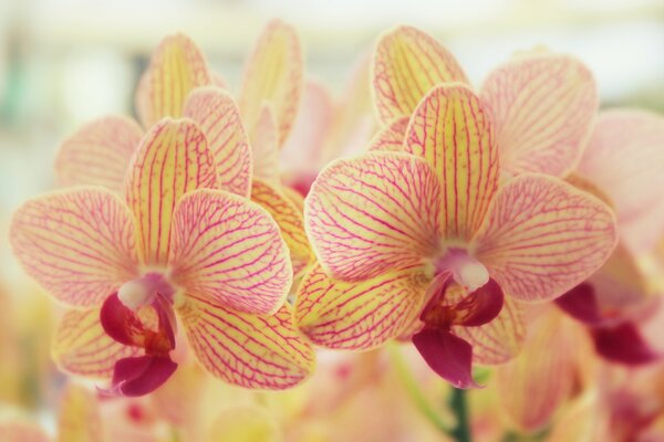 Hermosa orquídea con un color amarillo malva