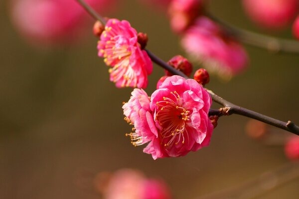 Blooming flowers. Macro