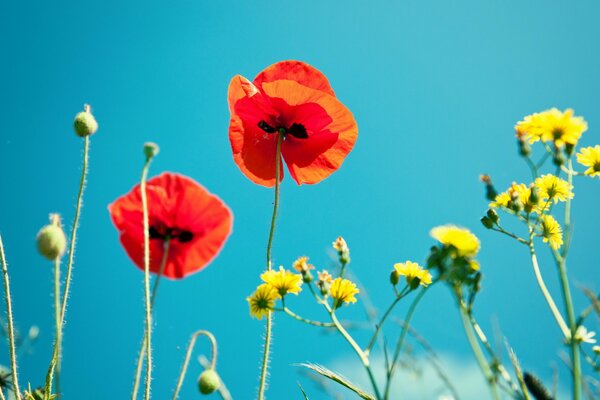 Nature. Poppies and the sky. Macro